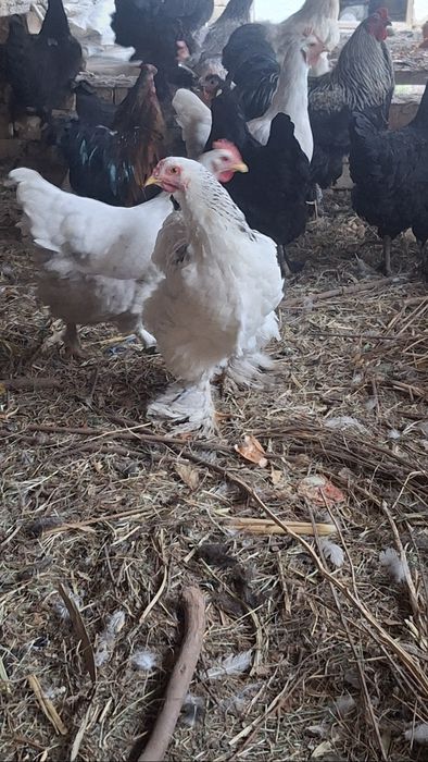 Damashni tovuqlar sotiladi