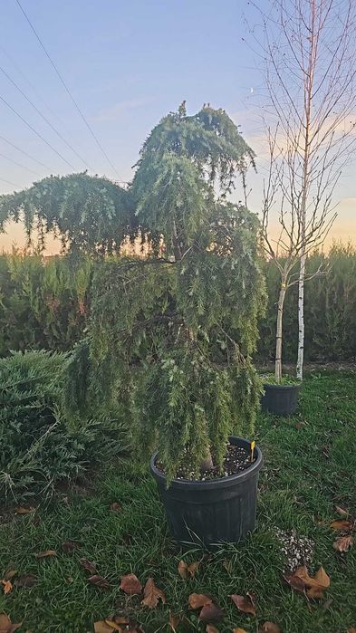 plante si seminte