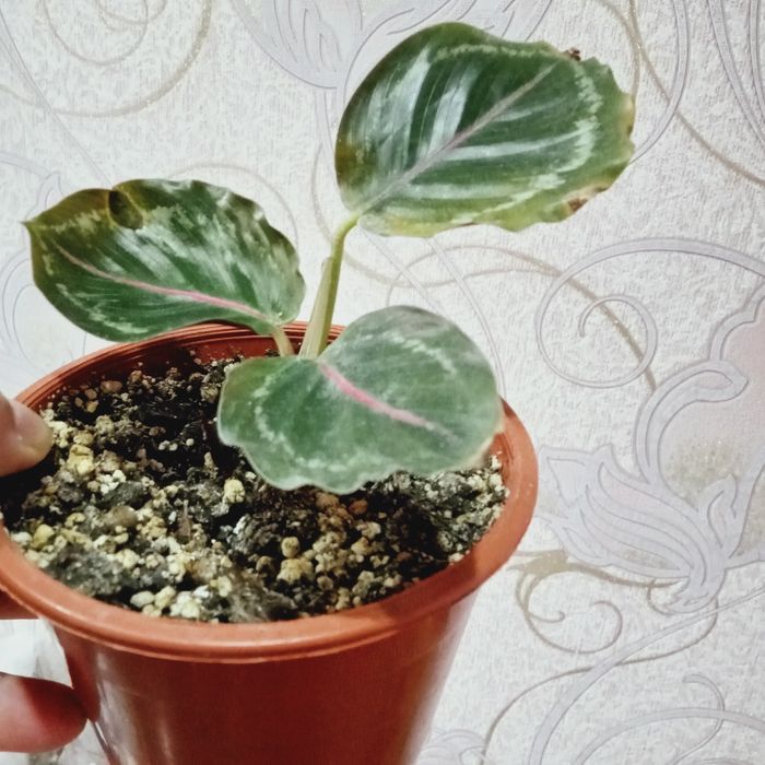 Продам комнатные цветы