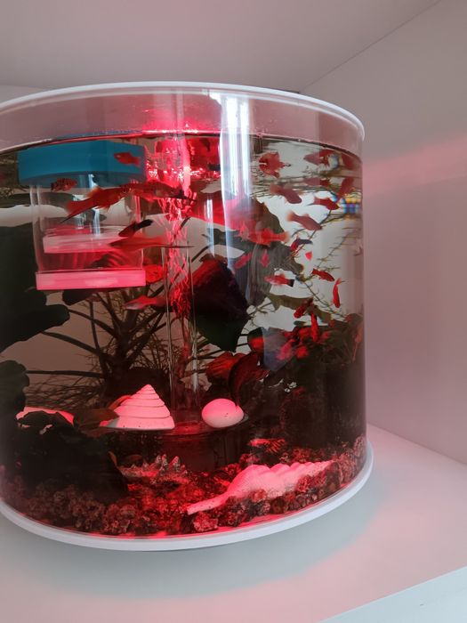 Acvariu biorb tube 35 litri cu MCR.