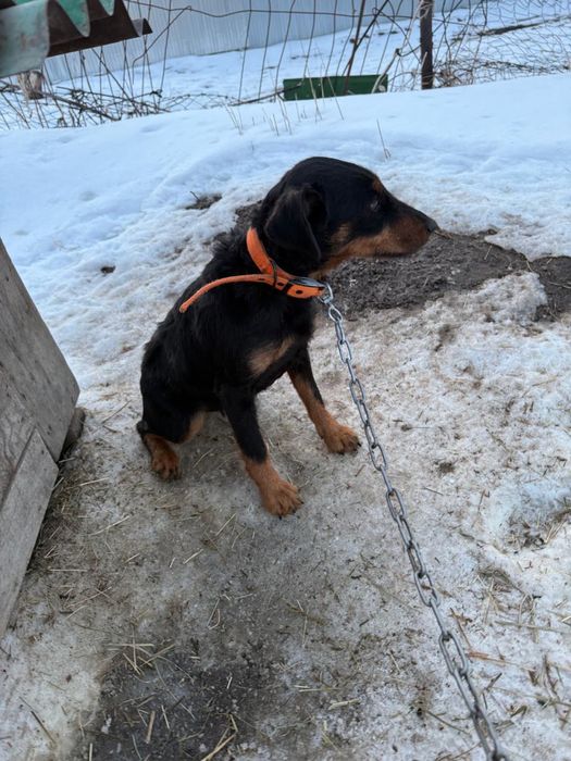 Продается ягдтерьер