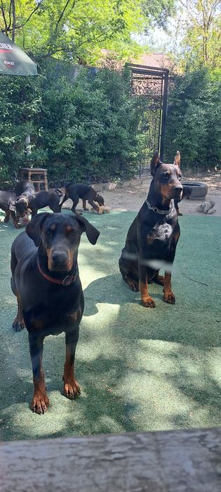 Doberman puppy cauta casa