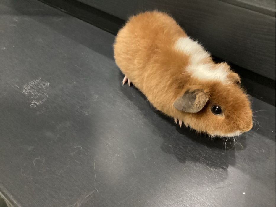 Морская Свинка срочно продается!!!