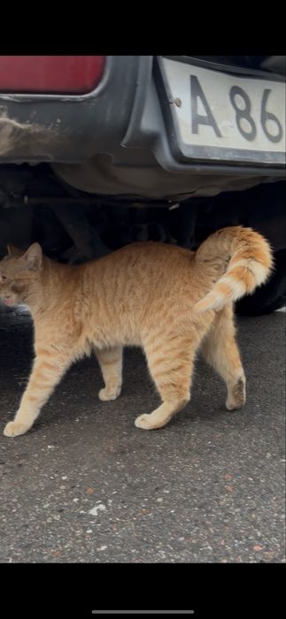 Чей кот потерян?