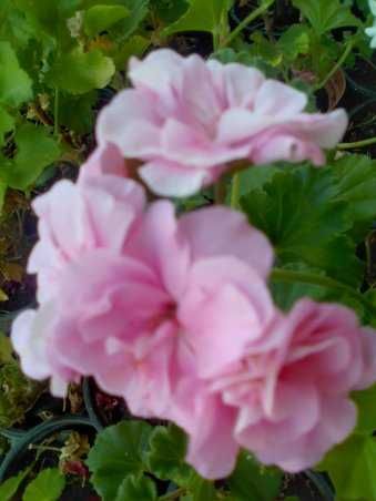 Мушкато Сакъзи и Кралско мушкато