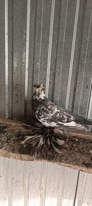 Продам голубей...