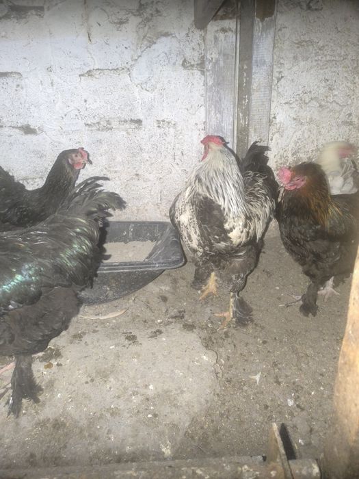 Продам петухов брама