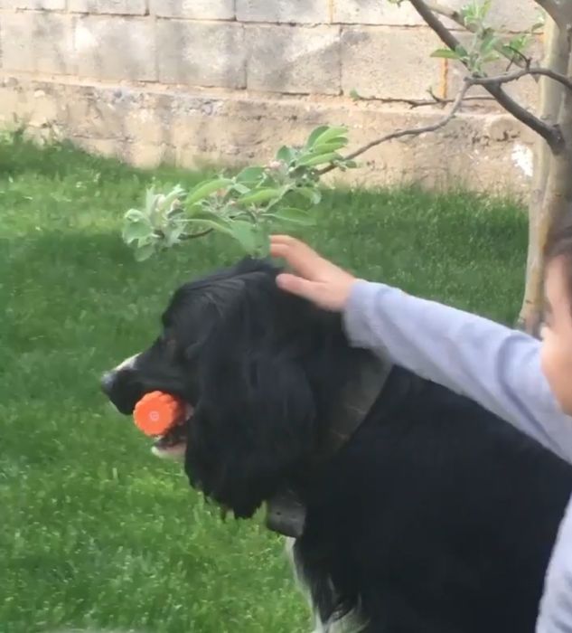 Ищем невесту для спаниелья