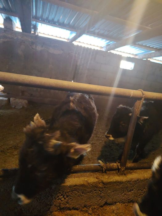 Продам телёнок 3 срочно