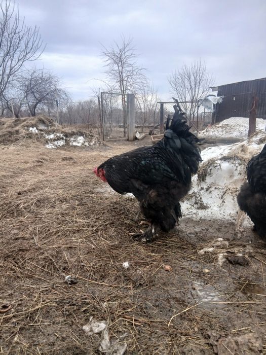 Петух чёрного брама