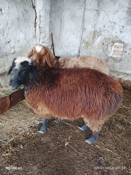 Кўй сотилади бугўз