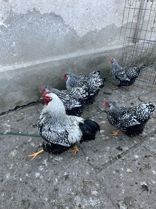 Oua de wyandotte pentru incubat