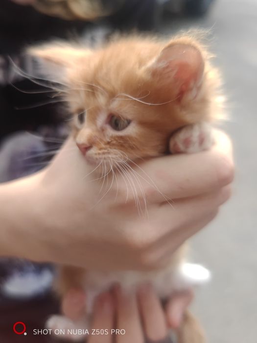 Котята Мейн Куна