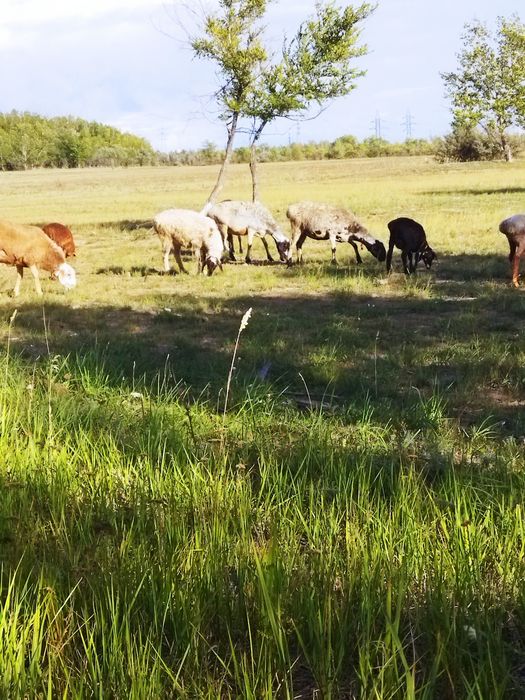 Продам баран молодняк