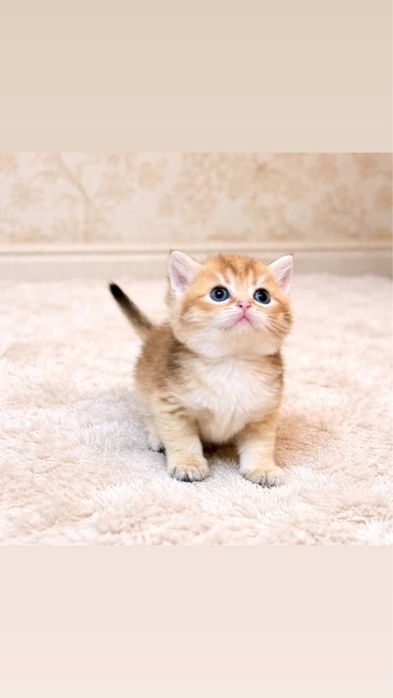 Продаются котята чистокровные золототые шиншиллы