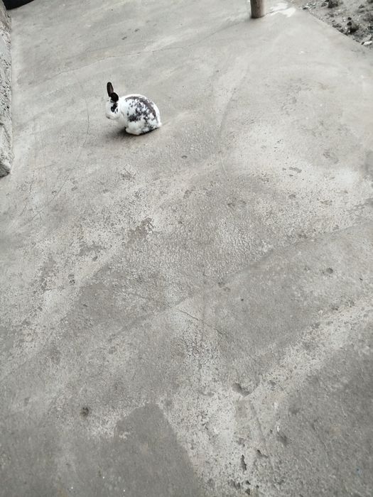 Karlik zotli sherigi bn sotladi 200 000 dan