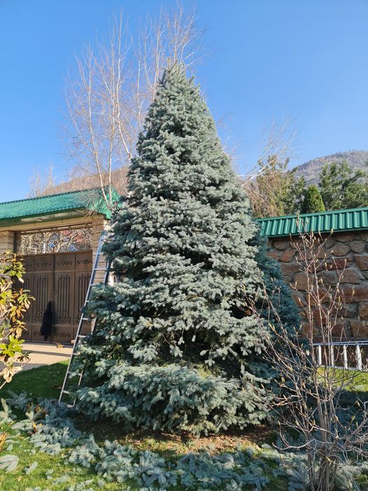 Ogirlangan shaxsiy uy video