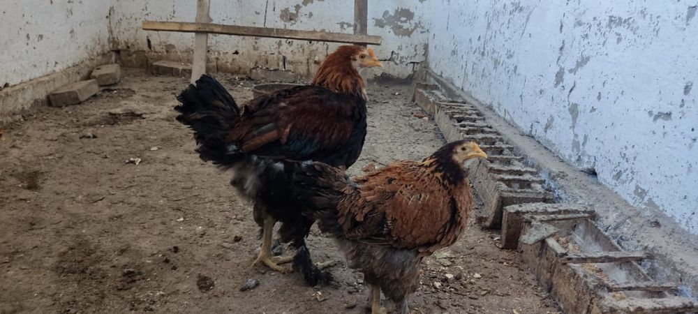 Продам двух цыплят подросшие им