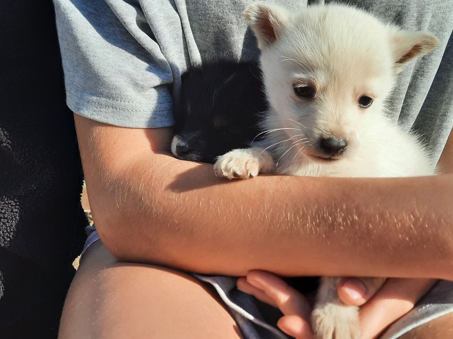 Отдаю щенят в добрые руки