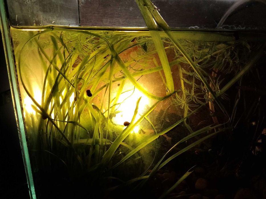 Подарявам водораслите от снимката