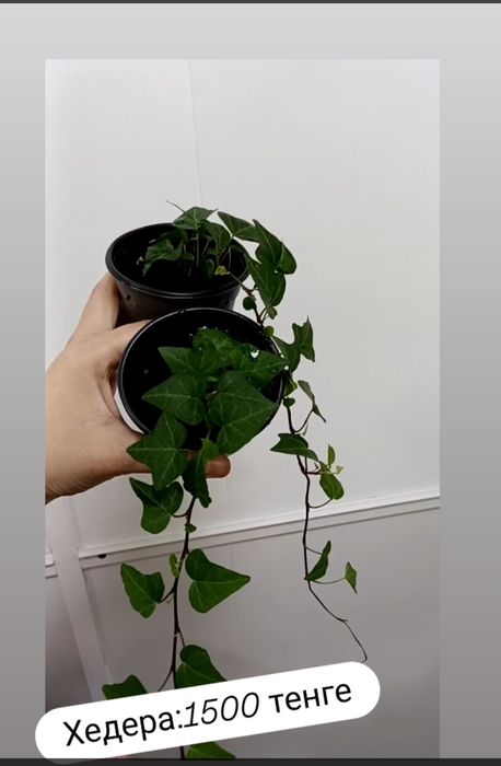 Хедера:1500 тенге