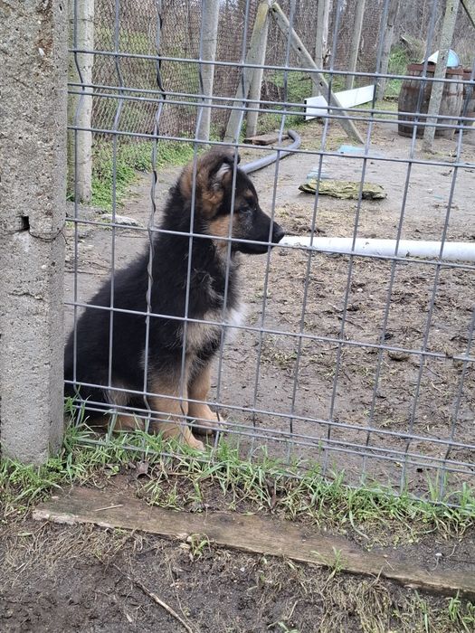 Малки немски овчарки