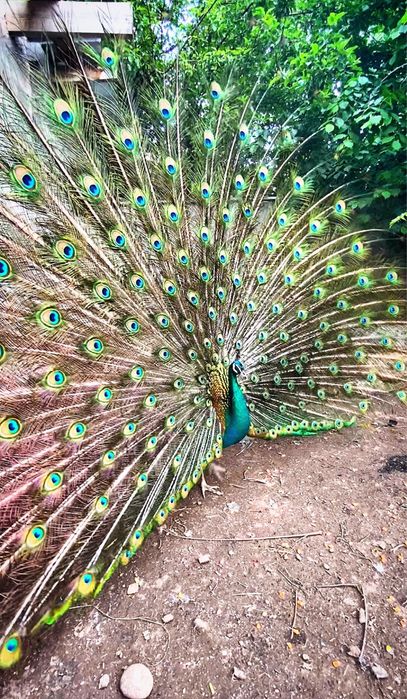 Индийские и белые павлины павлин