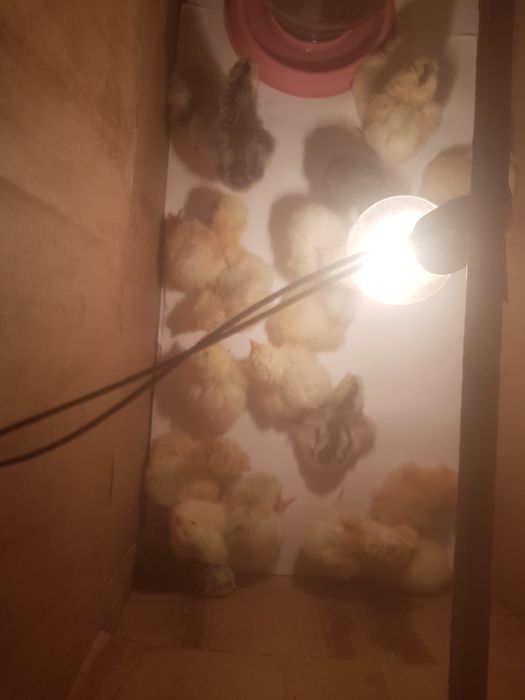 Балапандар бар, бағасы 500 тг