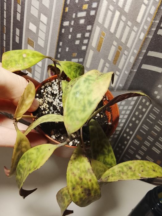 Эсхинантус мраморный