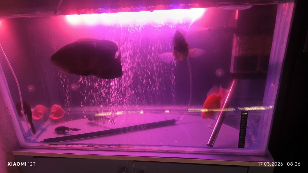 Аквариум с рыбками