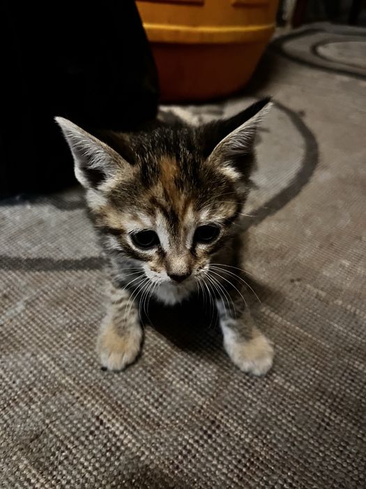 Отдам котят бесплатно