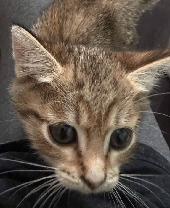 Котята. Девочки.