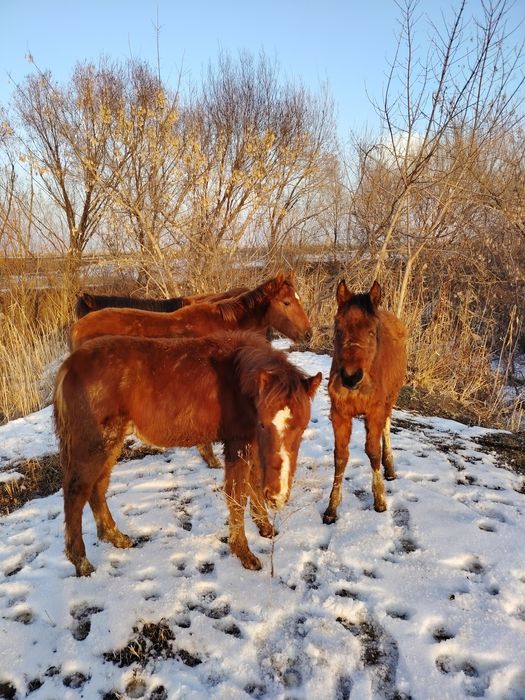 5 жабағы 2 ұрғашы 3 еркек