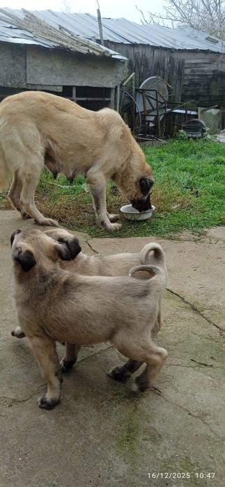 Продавам кучета кангал на два месеца  мъжки и женски  цена 180 лв брой