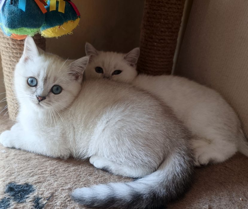 Котята шиншилла  , британцы