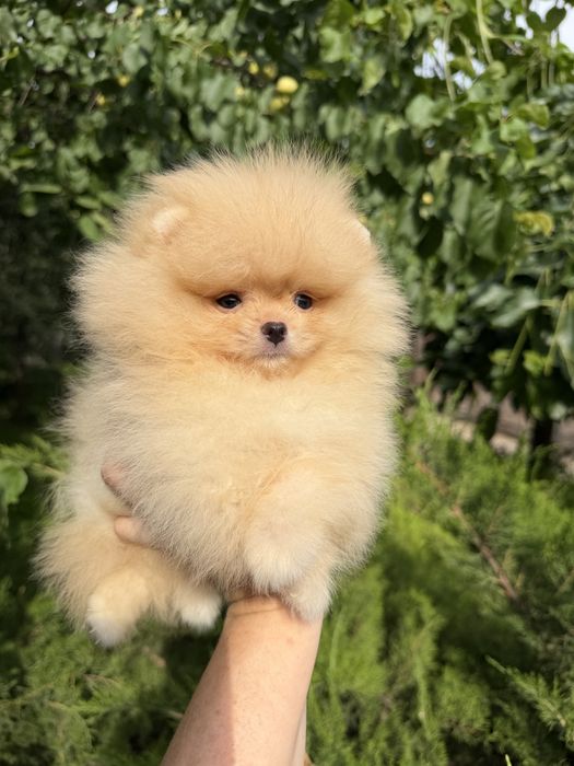 Щенки померанского шпица