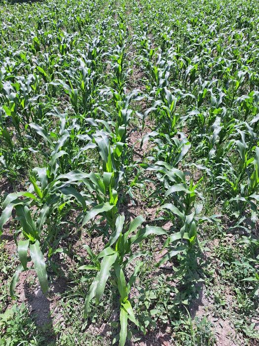 Дехкончилик ва Баликчилик учун ТАЙЕР ЕР