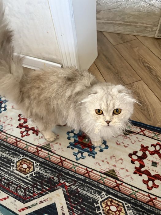 Продается кошка шатландская висоуохо