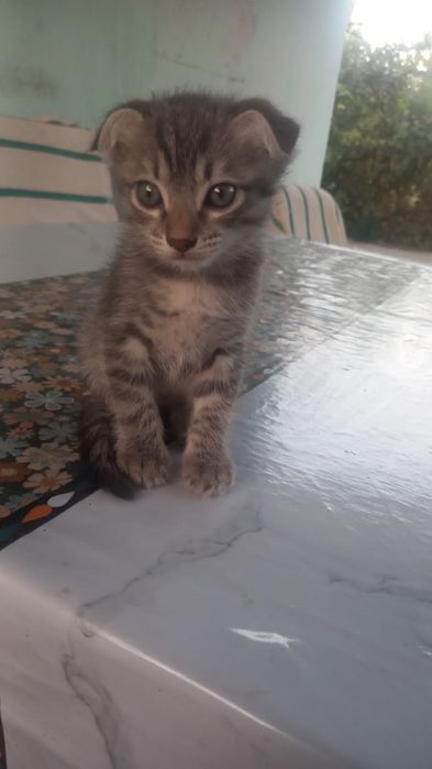 Котенок котенок продам