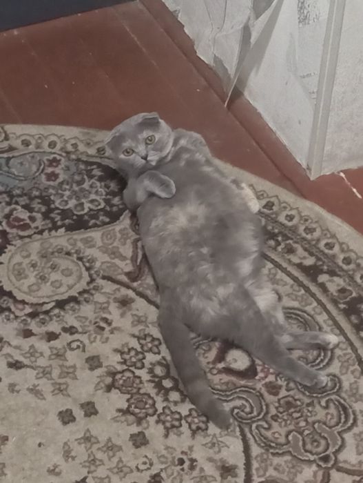 Кошка с породой Веслоухая