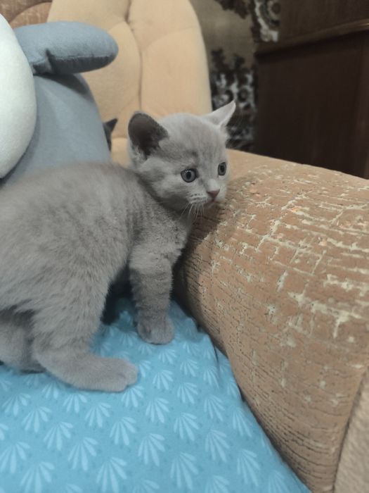 Британские котята