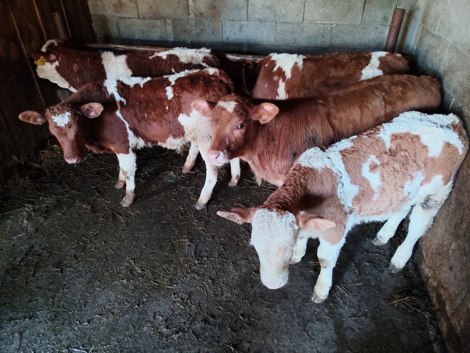 Vând vitei intarcati