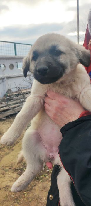 Милые щенки в поисках любящих хозяев