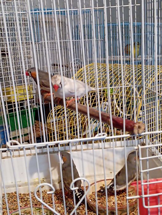 Зебровые Амадины.