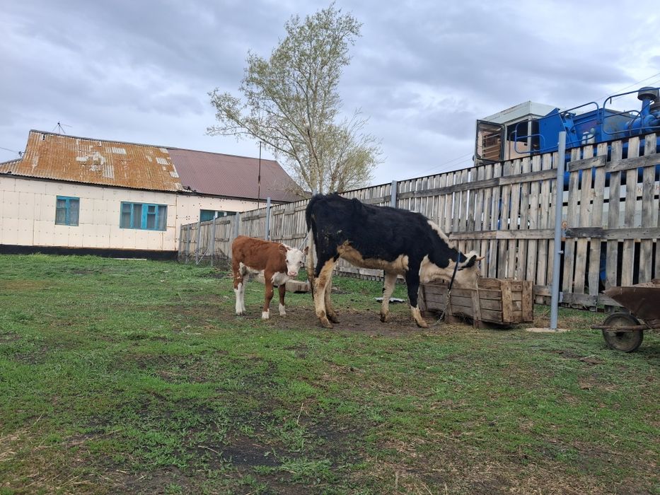 Продам первотелку с теленком