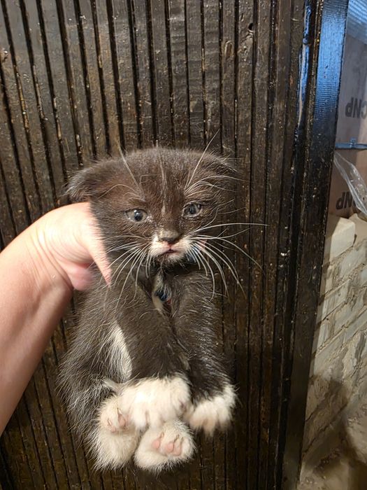 Котята ищут добрые руки