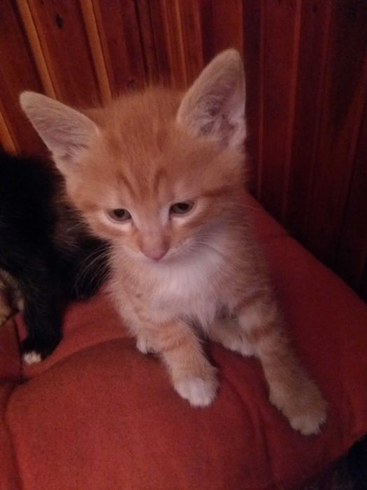 Котенца подарявам