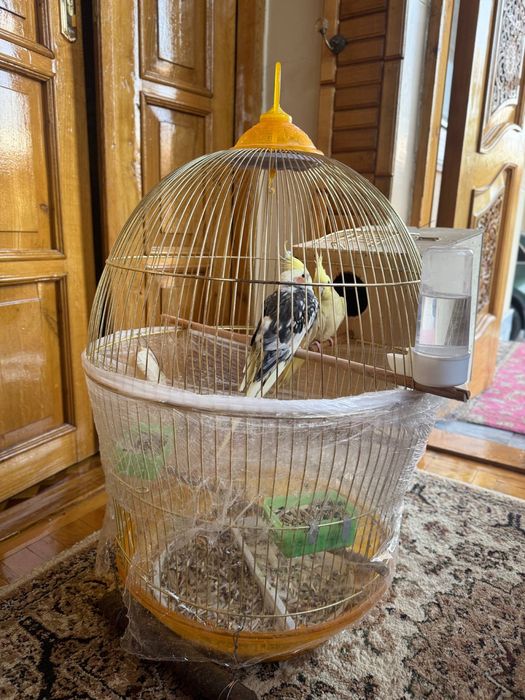 karella popugay sotiladi kletkasi bilan tayyor para