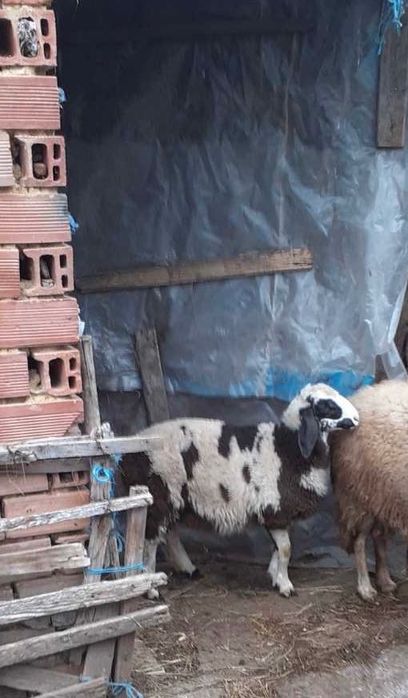 Продавам едно агне