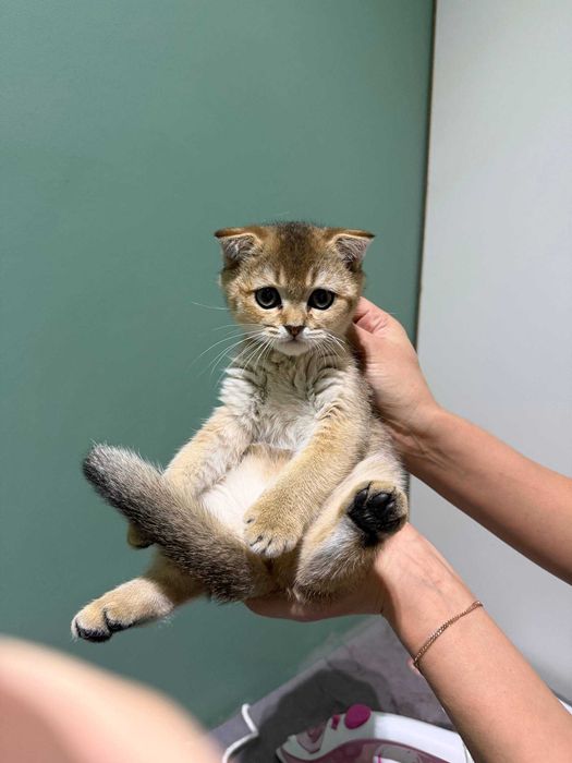 Продается чистокровный золотая шиншила